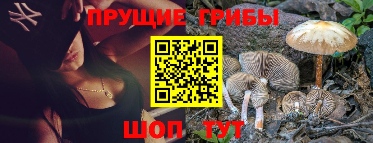 Галлюциногенные грибы Psilocybine cubensis Владимир